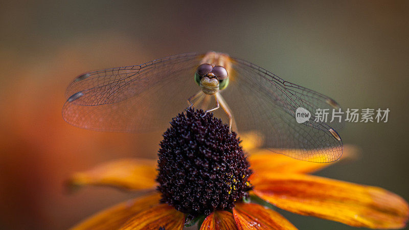 Sympétrum tardif (Sympetrum vicinum)，黄腿草地鹰或秋季草地鹰。